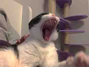Black and white cat having a huge yawn on Lynsey's lap!