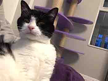 Black and white cat relaxing on Lynsey's lap.