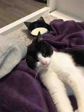 Black and white cat having a cuddle on Lynsey's lap.