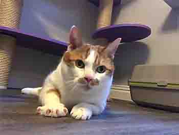 Ginger and white cat stretching out on the floor.
