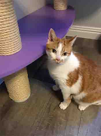Ginger and white cat ready to jump on a platform.