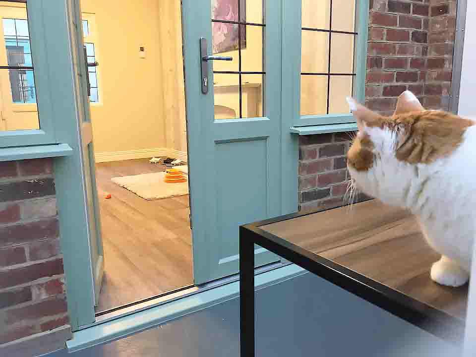 Ginger and white cat on top of table in the garden room, looking through the open french doors into the living area.