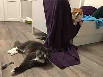 Two cats, one on the bed, one next to the bed but lying on the floor.
