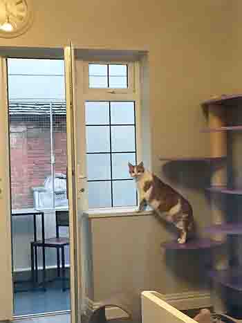 Ginger and white cat has back feet on a platform and front feet on the windowsill