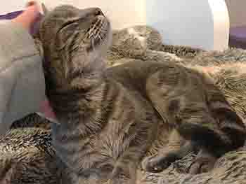 Striped grey and white cat being stroked, ecstatic look on her face, lying on a throw that matches her fur on Lynsey's lap
