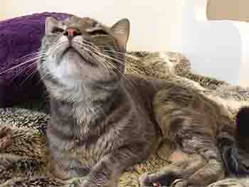 Striped grey and white cat looking up from the fur throw, asking for another stroke!