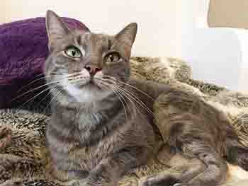 Striped grey and white cat looking up adoringly.