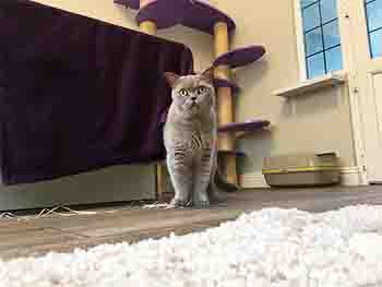 Pale grey cat walks toward you across the floor.