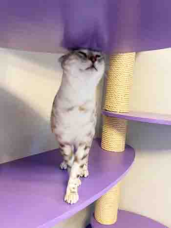 Cute cat on scratching post stand
