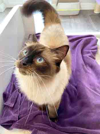 Beautiful Birman on purple cat bed