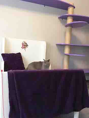 Pale grey cat relaxing on the bed.