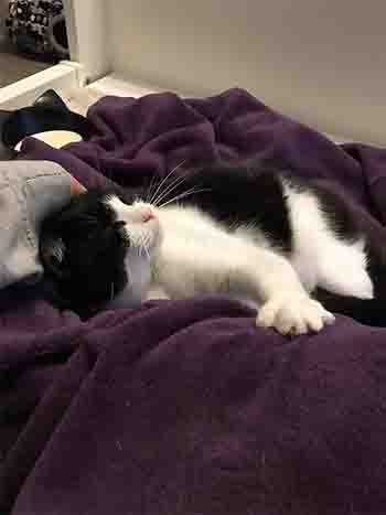 Black and white cat being stroked, whilst lying on a throw on Lynsey's lap.
