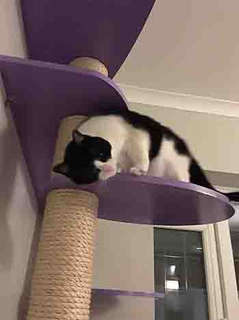Black and white cat playing peek-a-boo on a platform on the wall.