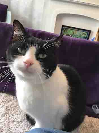 Closeup of black and white cat with Cat TV in the background.