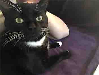 Black cat with white whiskers, looking intrigued by the camera.