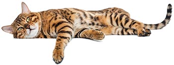 Bengal cat lying on her side, paw dangling down towards the words below.