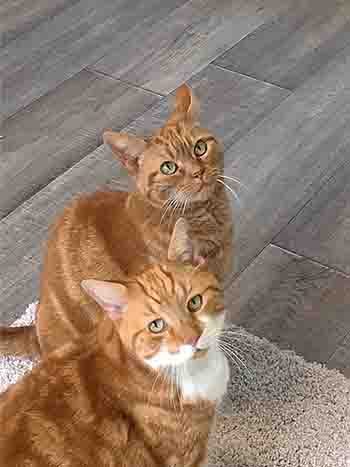 Rupert and Lulu sitting together on the comfy mat in front of the fireplace