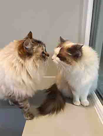 Poppy and Daisy saying hello to each other