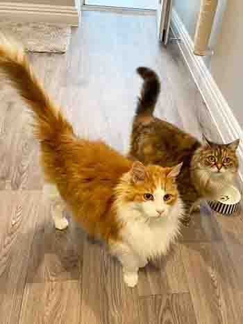 Poppy and Scampy together at the food bowl, looking curious about what treas and delights are in store for them