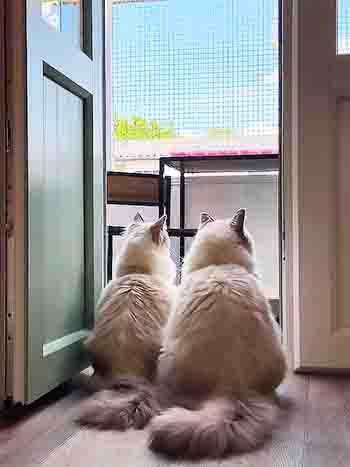 Loki and Amora sitting in the doorway looking up at the sky