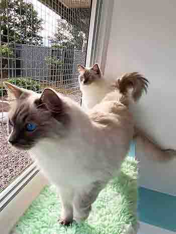 Loki and Amora watching the wildlife