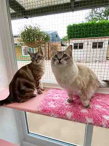 Pumpkin and Simba enjoying the outdoor room