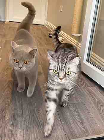 Freddie and Seb striding out to the outdoor room