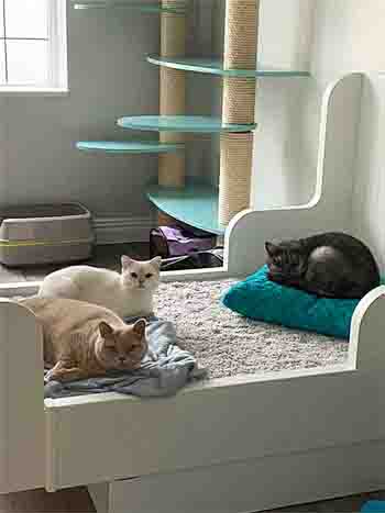 Khia, Kardi and Fendi in bed