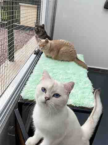Khia, Kardi and Fendi in the outdoor room