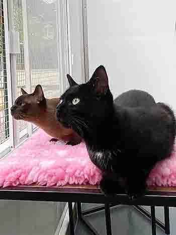 Luna and Oden staring outside