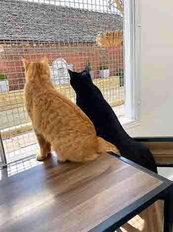 Pumpkin and Shadow looking at what's going on outside