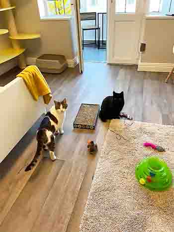 Maxi and Eva playing with toys, shows most of the room which is living room sized