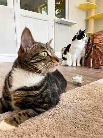Willow and Mowgli staring outside at something that takes their whole attention