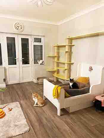 Coco, Kikui and Pixie all sitting in different places in the large room