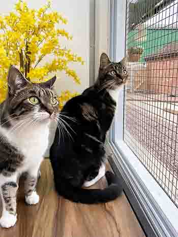 Lilly and Dustin staring outside