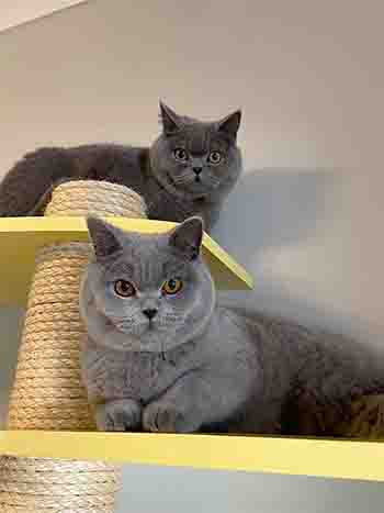 Jessie and Jasper lazing on yellow wall platforms