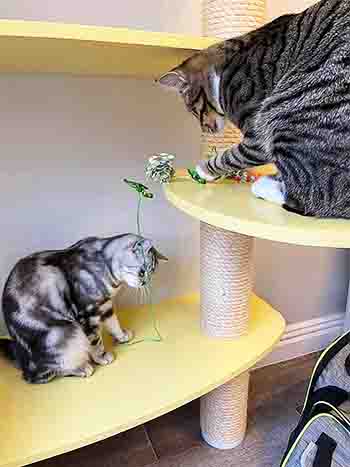 Finney & Hugo playing with toys on yellow wall platforms