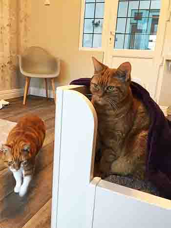 Rupert and Lulu in bed