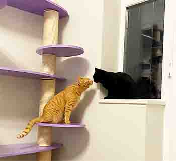 Pumpkin and Shadow touching noses