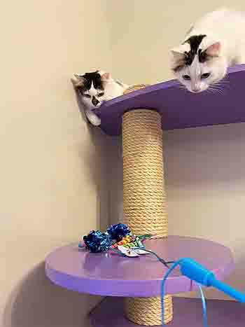 Lila and Luna playing with toys on lilac wall platforms, peeking down over the top