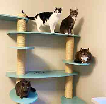 Family of 4 cats