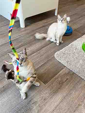 Pumpkin and Simba playing with toys, including trying to catch a long multi-coloured ribbon