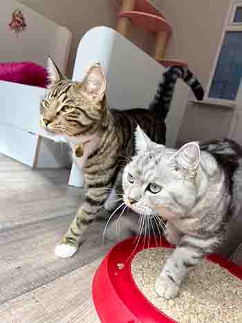 Finney & Hugo striding across the floor together