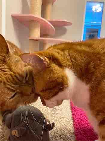 Rupert and Lulu doing head bumps