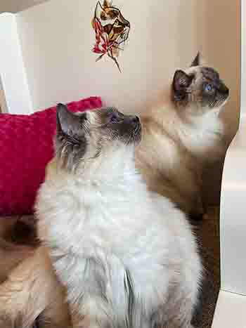 Loki and Amora in bed such absolutely beautiful cats looking extremely comfortable