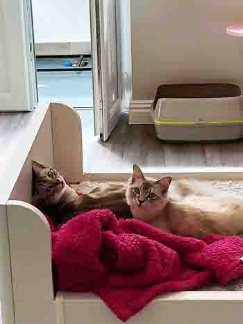 Pumpkin and Simba in bed