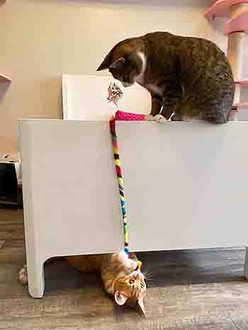Loki and Skye playing with a wand toy on the bed