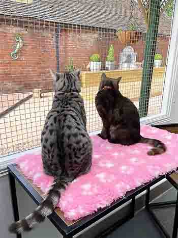Ash and Ember looking out to the garden