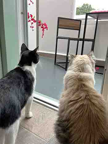 Coco and Lola sitting together in the doorway loking out to the garden view above them