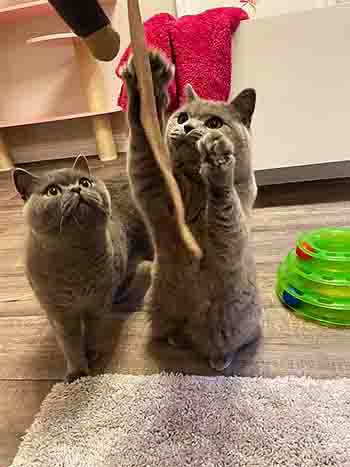 Jessie and Jasper playing with toys